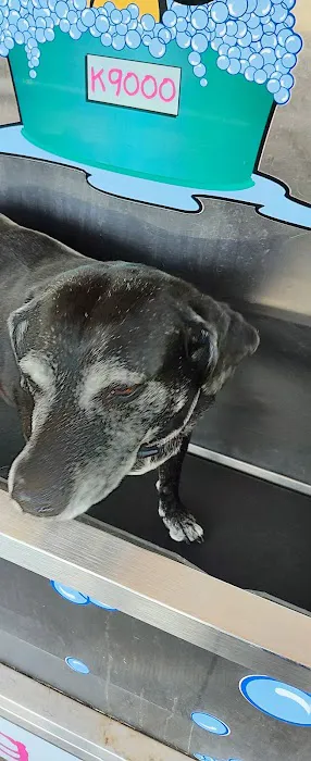 K9000 dog wash 6