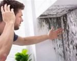 How to Prevent Interior Mold During Humid Weather or Rainy Seasons